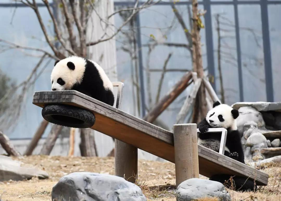 熊貓.jpg 熊貓.jpg